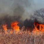В Раменском округе потушили 6 лесных пожаров